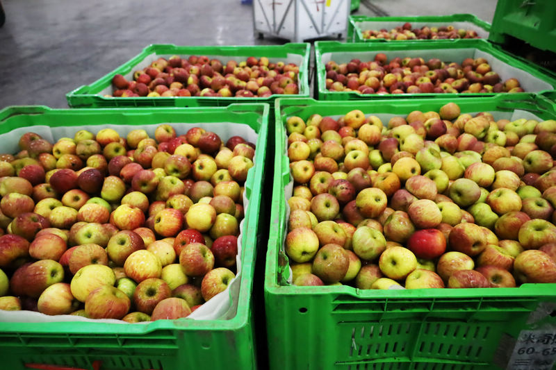 2025年11月4日，自動(dòng)化設(shè)備生產(chǎn)線上剛清洗、測(cè)色、分級(jí)、裝框的蘋果。