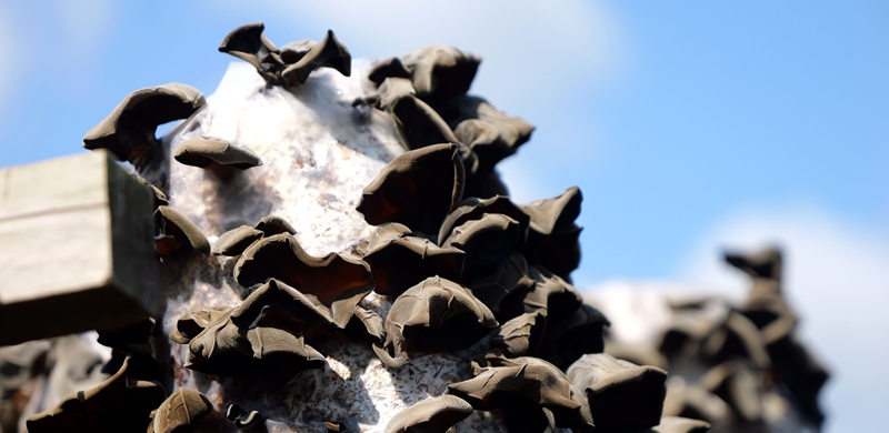 長勢喜人的木耳。