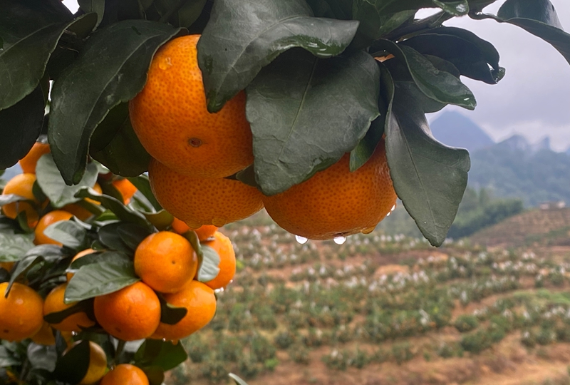 獨山縣三興村:柑橘豐收甜了市場 富了鄉親。