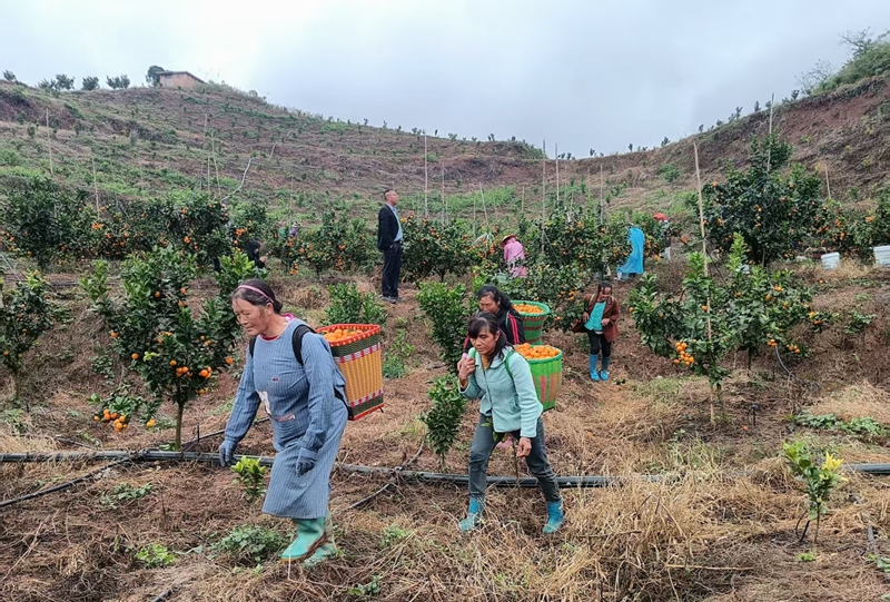 獨山縣三興村:柑橘豐收甜了市場 富了鄉親。