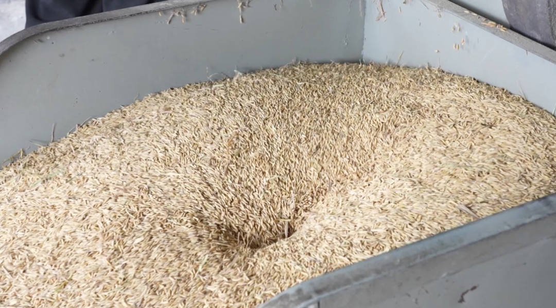 西秀區黃臘鄉稻谷加工豐收忙。