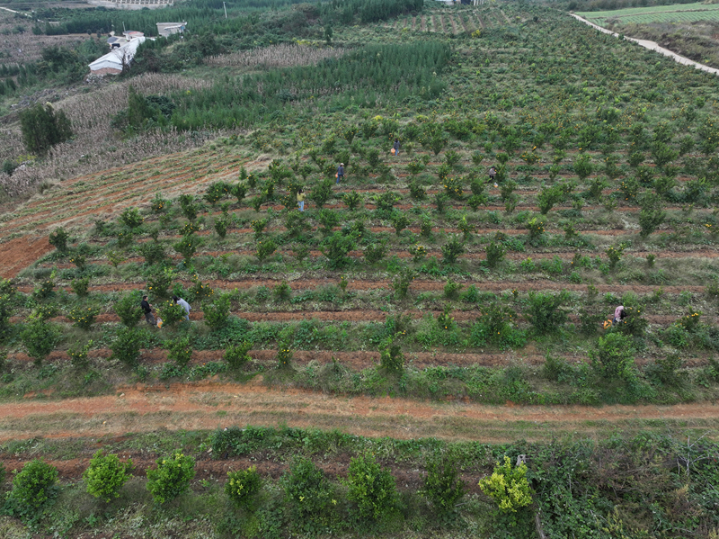 “一地雙收”結碩果 助農增收添活力。