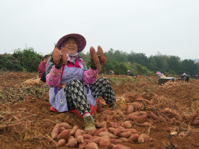 “一地雙收”結碩果 助農增收添活力。