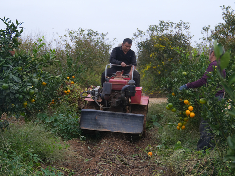 “一地雙收”結碩果 助農增收添活力。