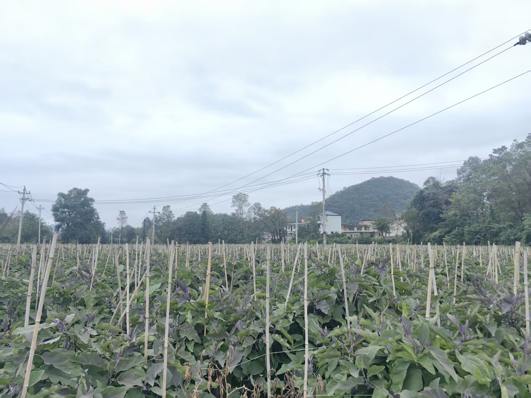 圖為茄子種植基地。