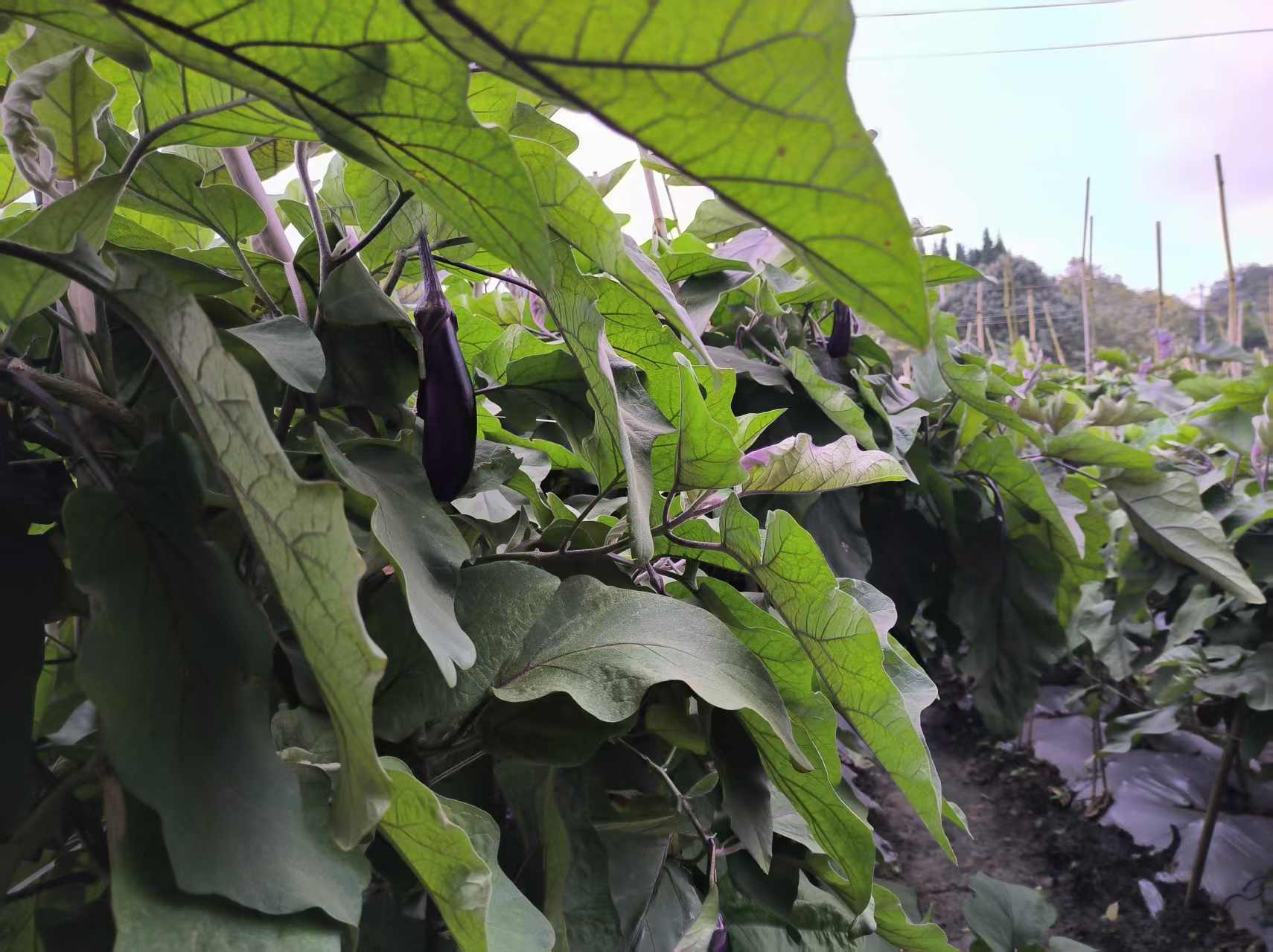 圖為紫色的茄子掛滿枝頭。