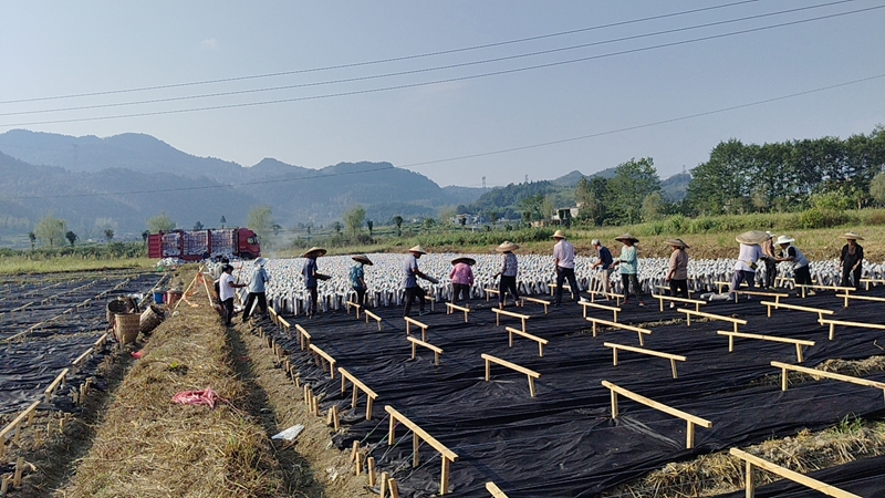 松桃長征村：勇闖產業振興“長征”路。