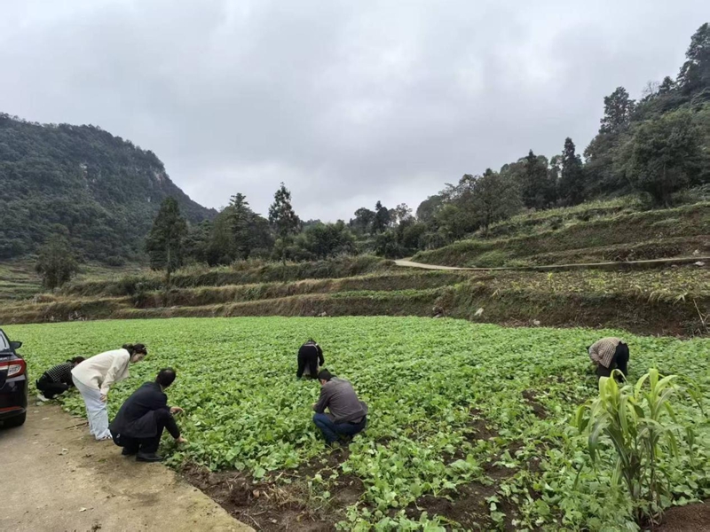 二里鎮油菜育苗基地里,鎮村干部和群眾一起挑選優質油菜苗。袁零 攝.jpg