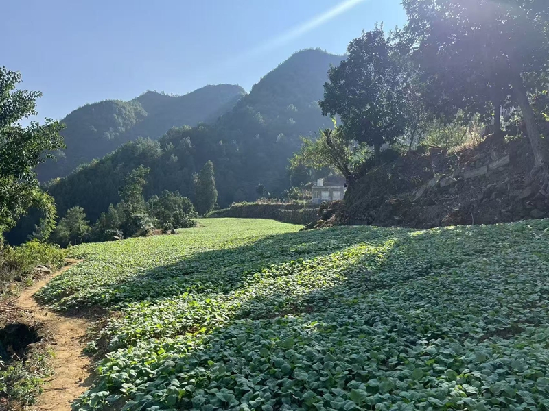 油菜育苗基地。袁零 攝.jpg