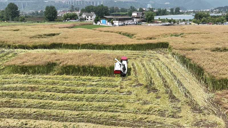 金沙縣西洛街道油菜采收現場 金莎 攝.jpg