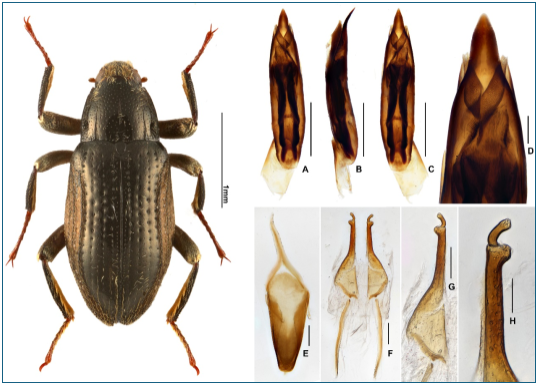 貴州佛頂山生態保護再傳捷報:科考團隊發現溪泥甲科昆蟲新物種。貴州大學供圖