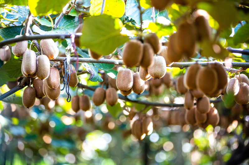 長勢喜人的修文獼猴桃。受訪者供圖