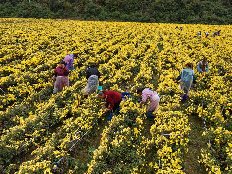 圖為：金絲皇菊采摘4 (3)
