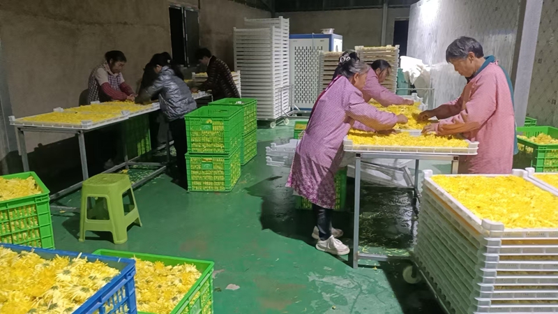 圖為：金絲皇菊烘干
