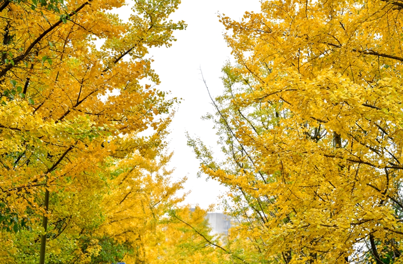 5、 秋日美景。張婷攝.jpg