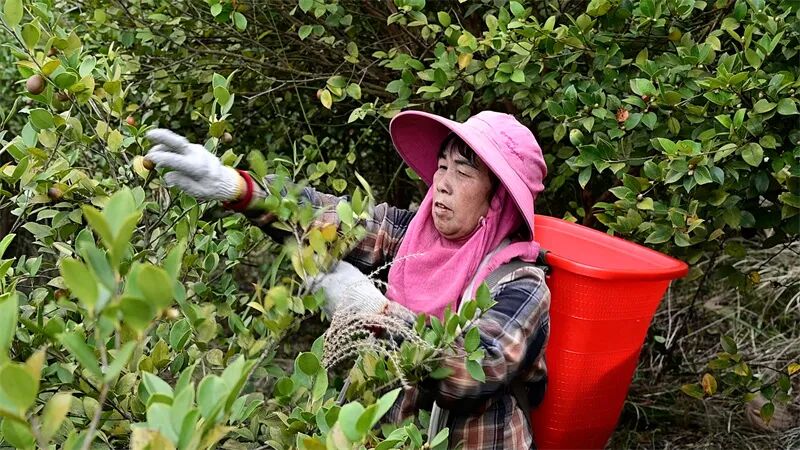 采摘油茶。
