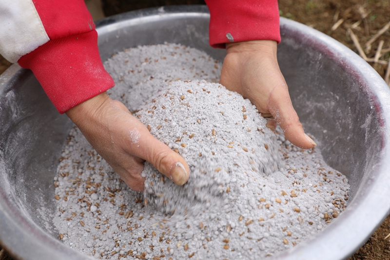 七星關區雙山鎮田間地頭，農戶們正抓緊晴好天氣開展小麥種植工作 廖槐花 攝9.JPG