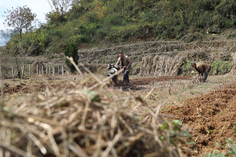 七星關區雙山鎮田間地頭，農戶們正抓緊晴好天氣開展小麥種植工作 廖槐花 攝6.JPG