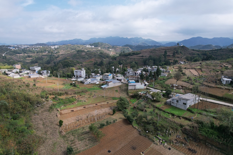 七星關區雙山鎮田間地頭,農戶們正抓緊晴好天氣開展小麥種植工作 廖槐花 攝4.jpg