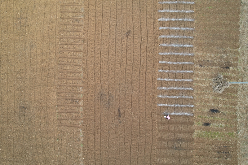 七星關區雙山鎮田間地頭,農戶們正抓緊晴好天氣開展小麥種植工作 廖槐花 攝2.jpg