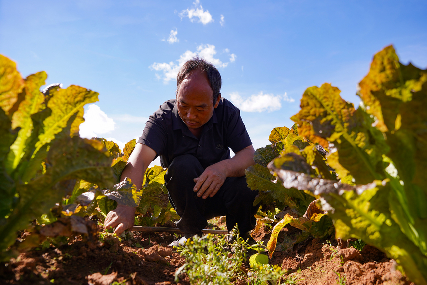 11月7日，在雙龍鎮水潮社區蔬菜種植基地，務工群眾在給紅萵筍除草。