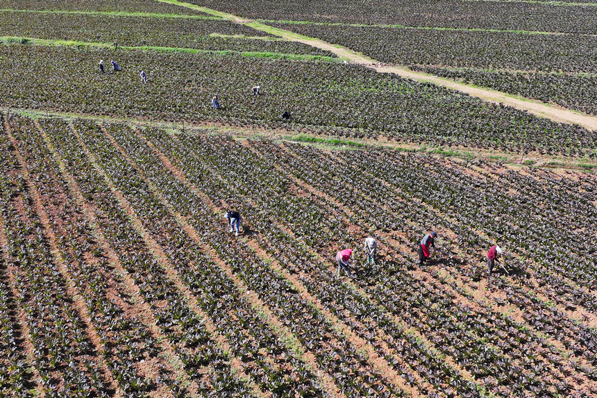 11月7日，在雙龍鎮(zhèn)水潮社區(qū)蔬菜種植基地，務工群眾在給紅萵筍除草。