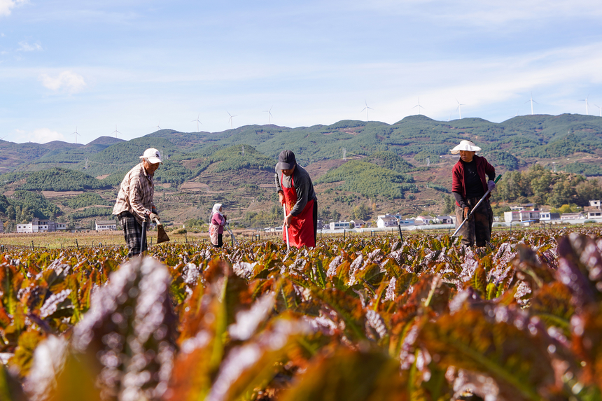 11月7日，在雙龍鎮水潮社區蔬菜種植基地，務工群眾在給紅萵筍除草。