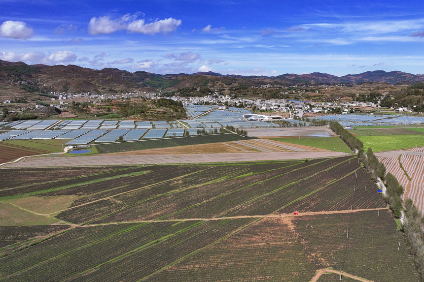 11月7日的雙龍鎮水潮社區蔬菜種植基地一角。