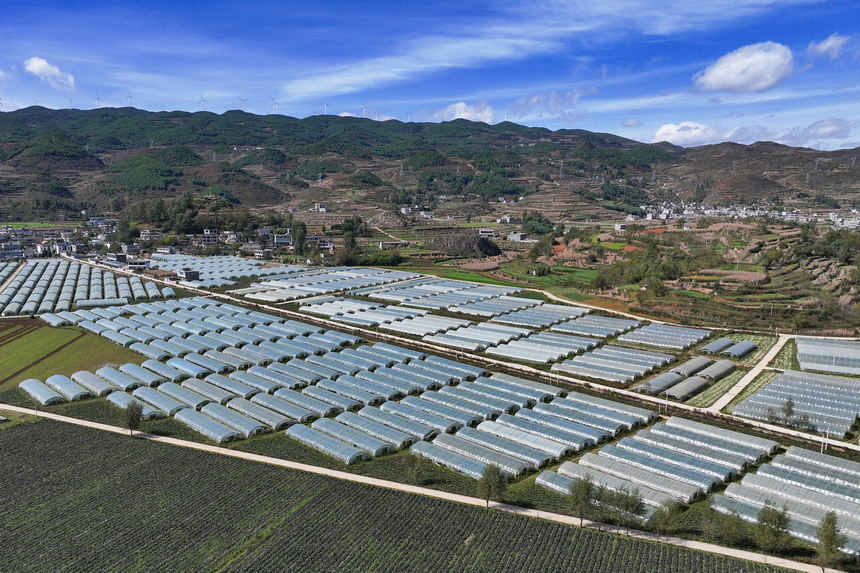 11月7日的雙龍鎮水潮社區蔬菜種植基地一角。