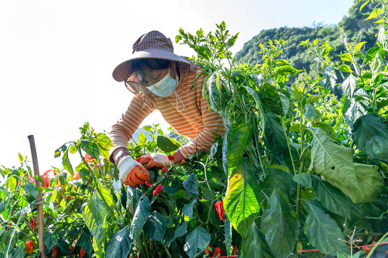 .農(nóng)戶采摘工業(yè)辣椒。