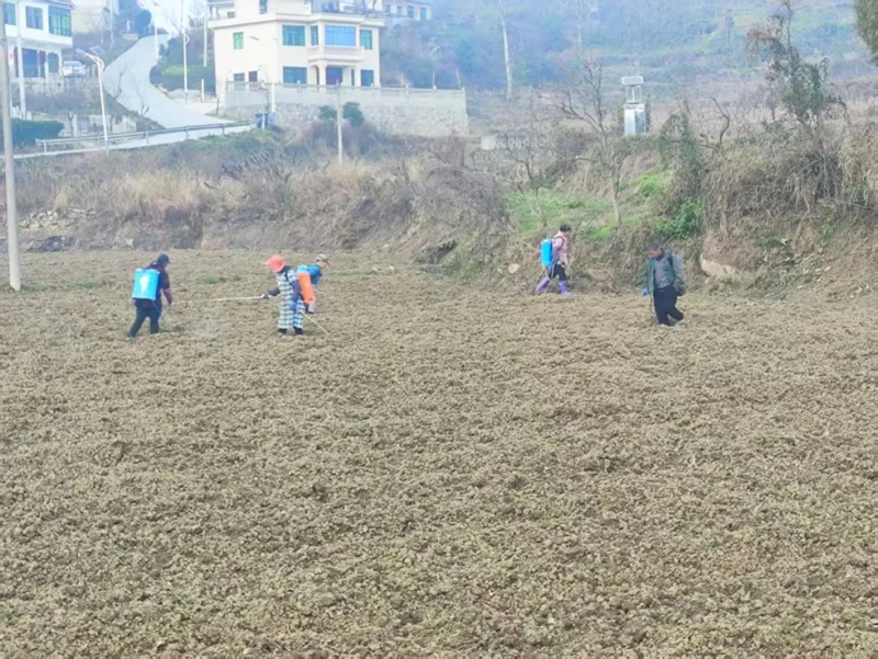 高青村農(nóng)業(yè)社會化服務隊正在進行施肥作業(yè).jpg