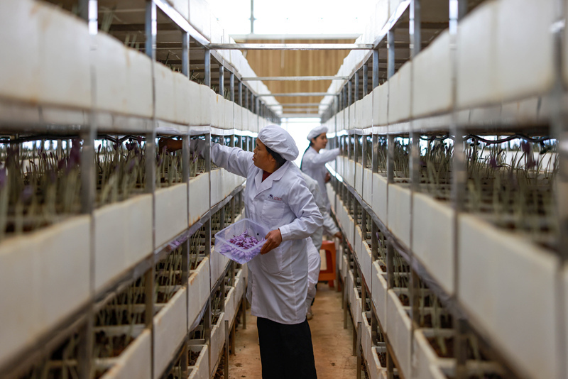 貴州省銅仁市玉屏侗族自治縣朱家場鎮茅坡村村民在采摘藏紅花。