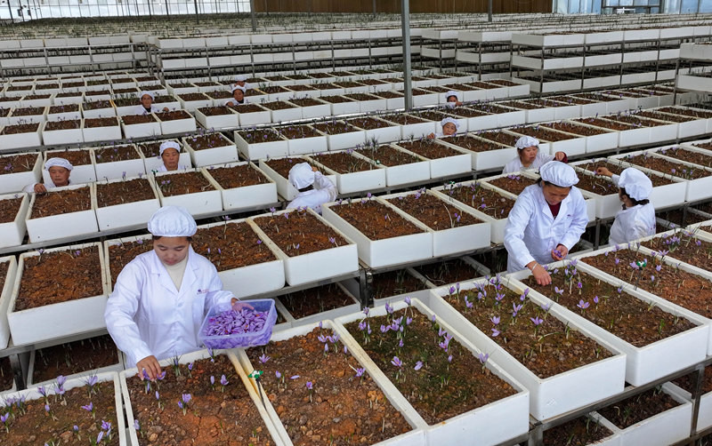 貴州省銅仁市玉屏侗族自治縣朱家場鎮茅坡村村民在采摘藏紅花。