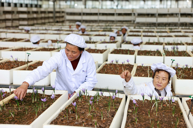 貴州省銅仁市玉屏侗族自治縣朱家場鎮茅坡村村民在采摘藏紅花。