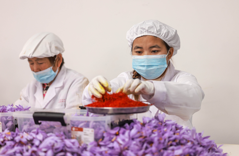 貴州省銅仁市玉屏侗族自治縣朱家場鎮茅坡村村民在采摘藏紅花。