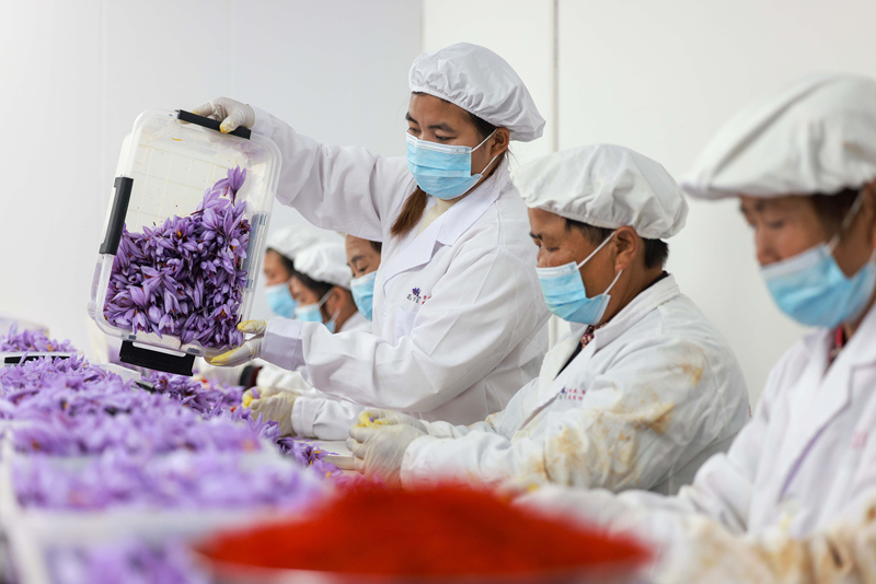 貴州省銅仁市玉屏侗族自治縣朱家場鎮茅坡村村民在抽取藏紅花絲。