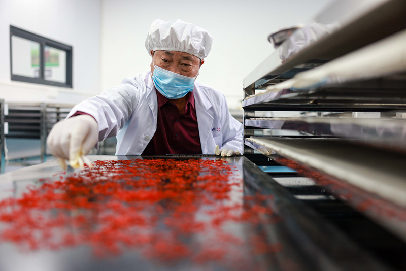 貴州省銅仁市玉屏侗族自治縣朱家場鎮茅坡村村民在烘烤藏紅花絲。