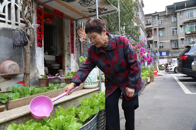 社區居民正在打理自家菜園。邱夢如攝