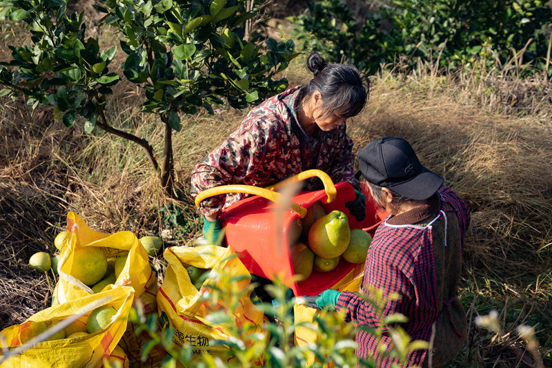 村民采摘打包香柚。