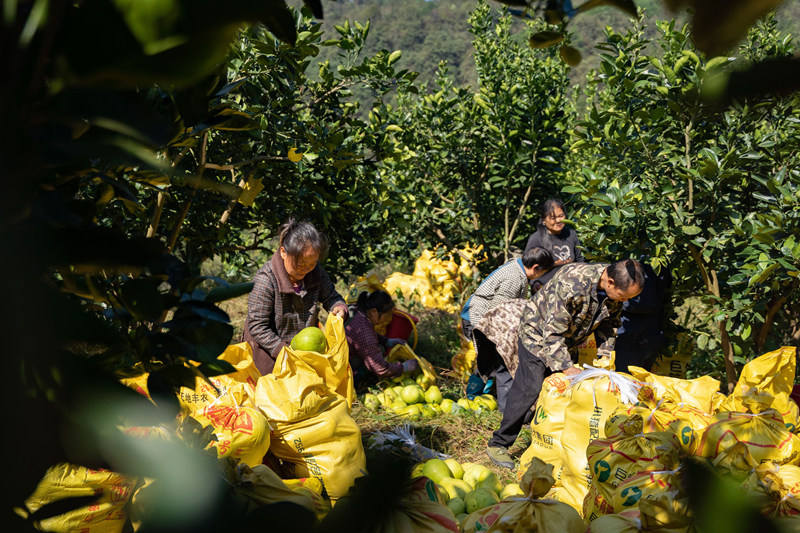 村民采摘打包香柚。