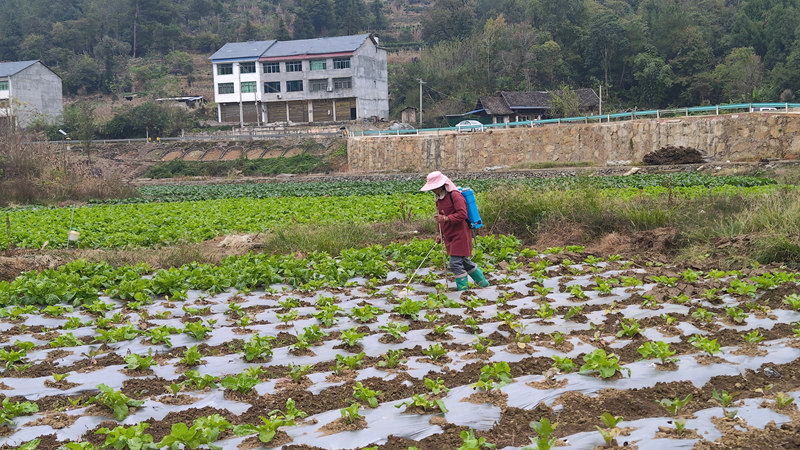 工人進行田間管理。楊文美攝