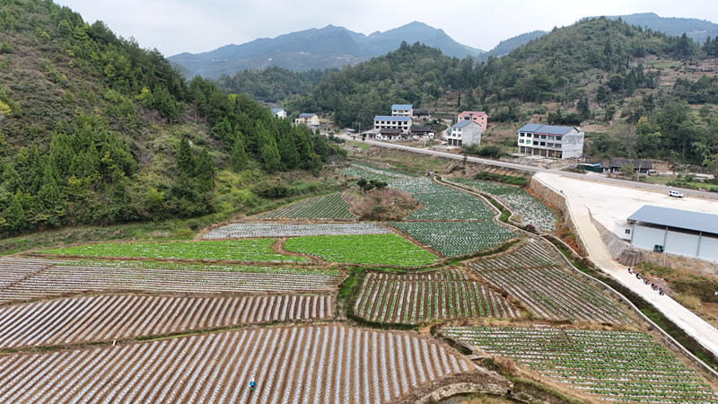 蔬菜種植基地。
