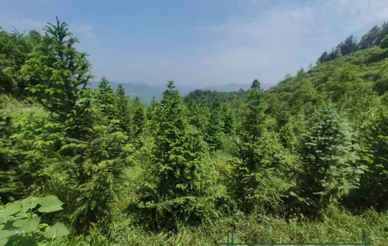 木孔鎮(zhèn)國儲林項(xiàng)目 彭垚 攝.jpg