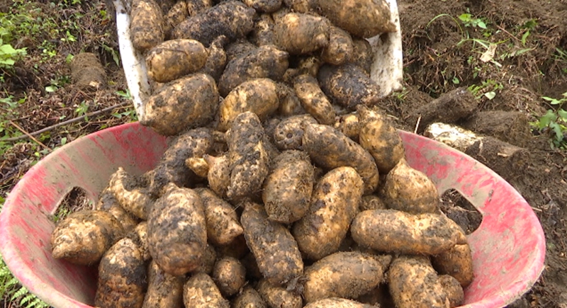 新鮮采挖的天麻 彭垚 攝.jpg