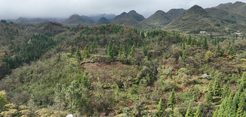 太平鄉(xiāng)箐門村的天麻種植基地 彭垚 攝.jpg