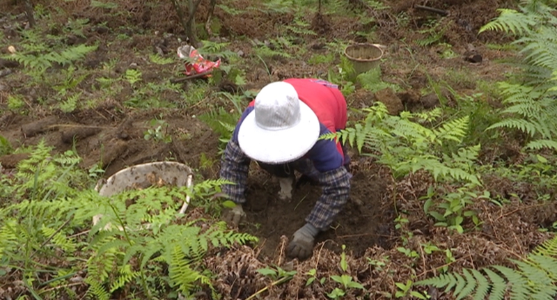 務(wù)工群眾正在采挖天麻 彭垚 攝.jpg