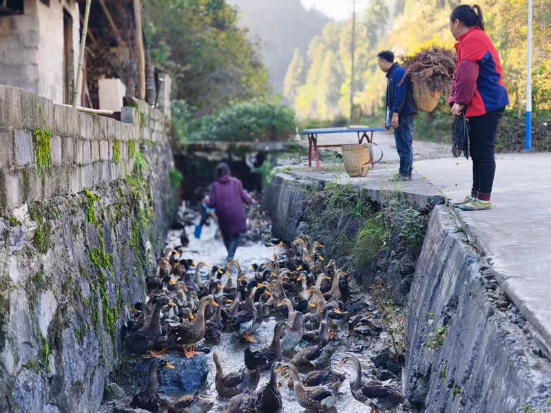 客商在馬路沖村購(gòu)買(mǎi)綠頭清水鴨。