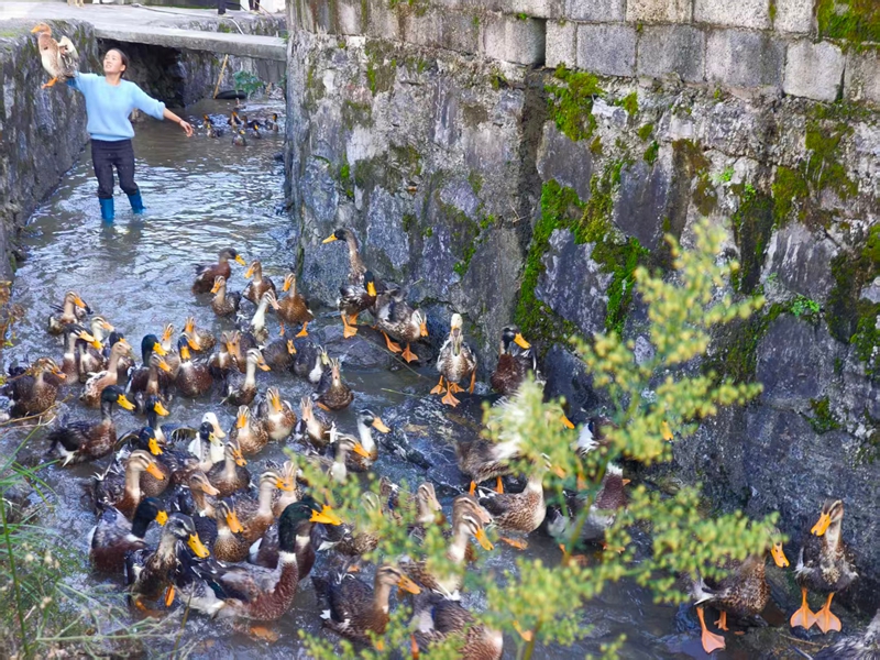 馬路沖村購(gòu)買(mǎi)綠頭清水鴨在溪水中覓食。