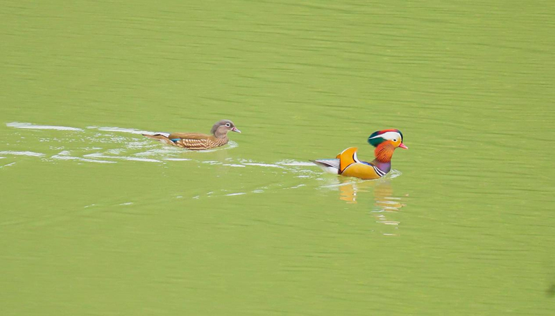 貴州印江迎來(lái)首批鴛鴦集結(jié)越冬。