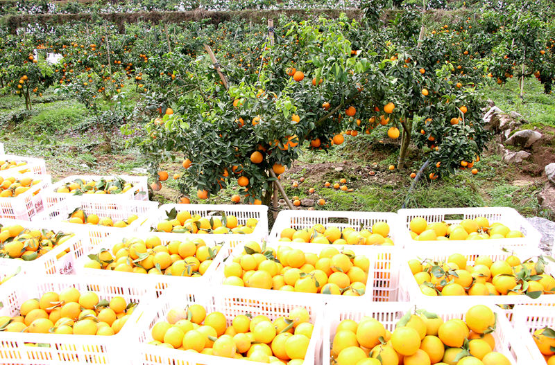 一筐筐金黃的柑橘。